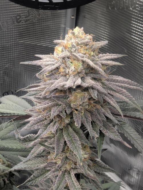 Grand Prixx - Wizard Trees. Week 12