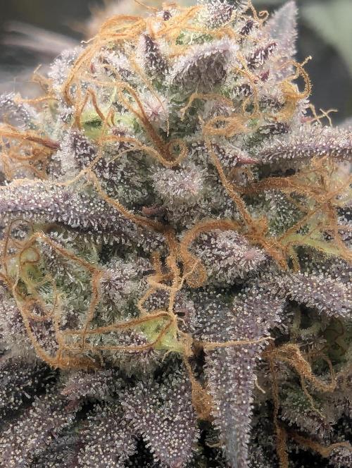 Grand Prixx - Wizard Trees. Week 12