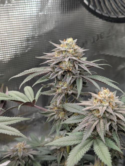 Grand Prixx - Wizard Trees. Week 12