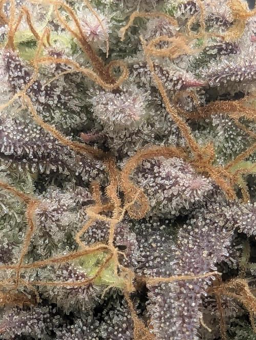 Grand Prixx - Wizard Trees. Week 12