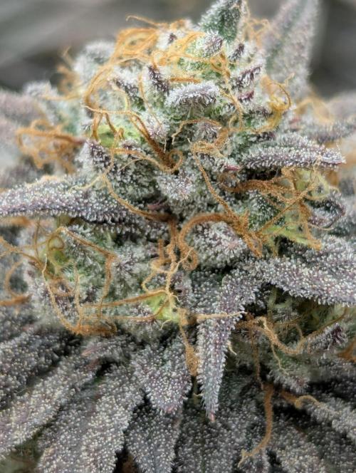 Grand Prixx - Wizard Trees. Week 12