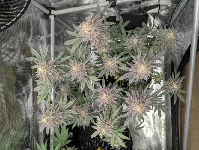 Grand Prixx - Wizard Trees. Week 12