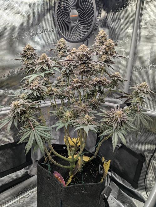 Grand Prixx - Wizard Trees. Week 12