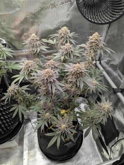 Grand Prixx - Wizard Trees. Week 12