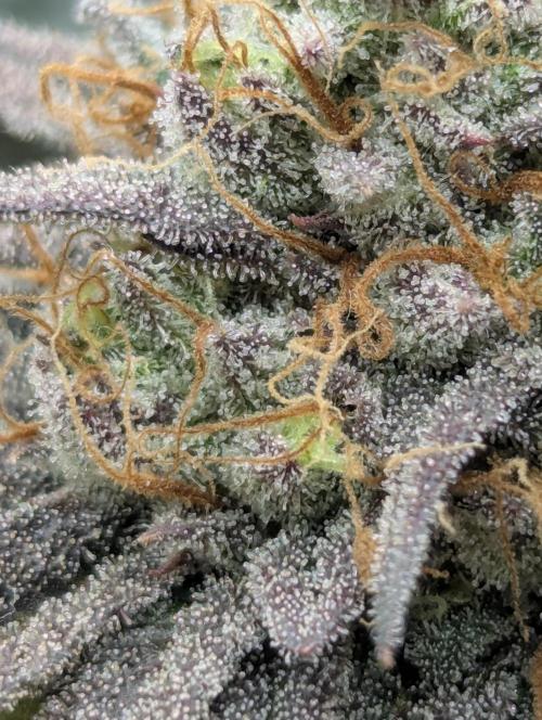 Grand Prixx - Wizard Trees. Week 12
