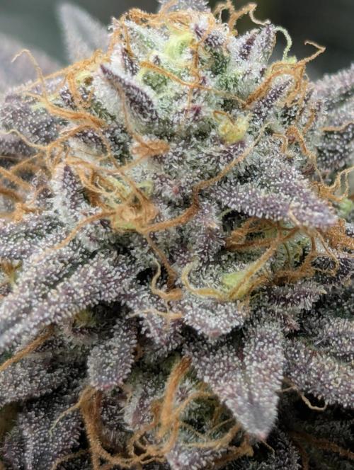 Grand Prixx - Wizard Trees. Week 12