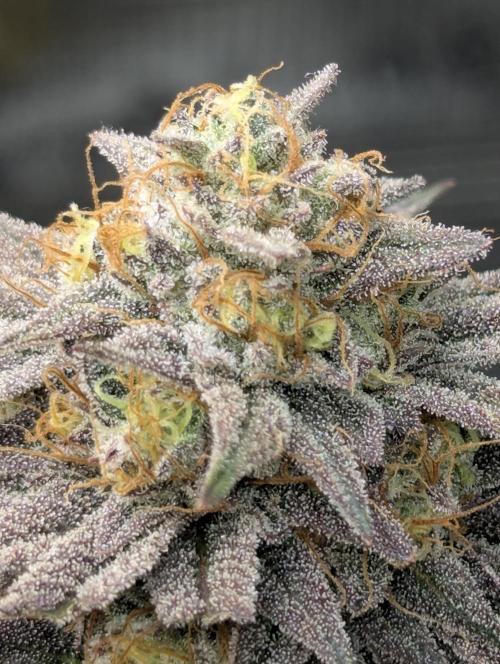Grand Prixx - Wizard Trees. Week 12