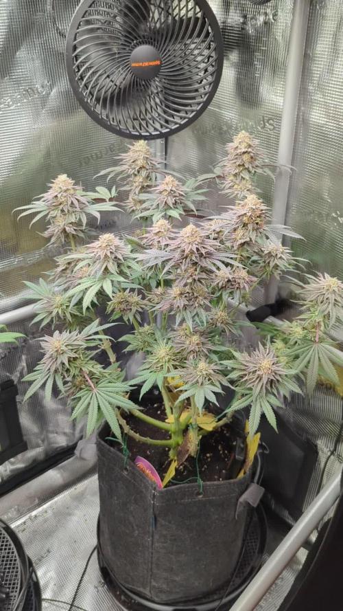 Grand Prixx - Wizard Trees