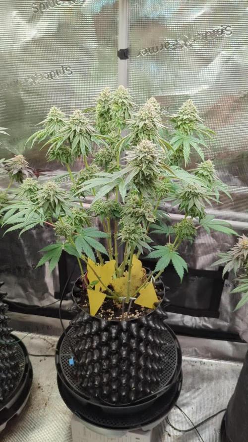 Glue 31 - Compound Genetics