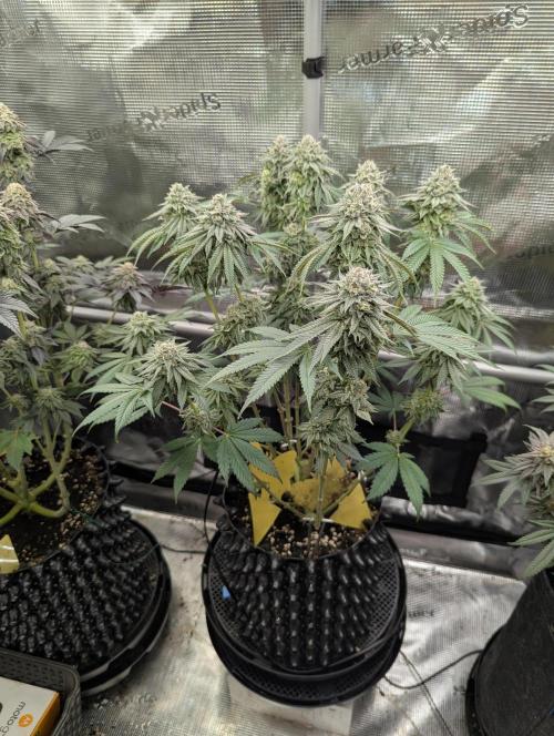 Glue 31 - Compound Genetics. Week 11