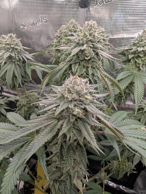 Glue 31 - Compound Genetics. Week 11