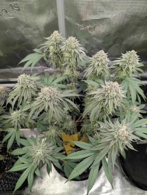 Glue 31 - Compound Genetics. Week 11