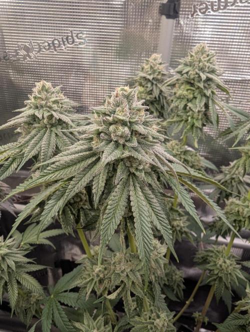 Glue 31 - Compound Genetics. Week 11