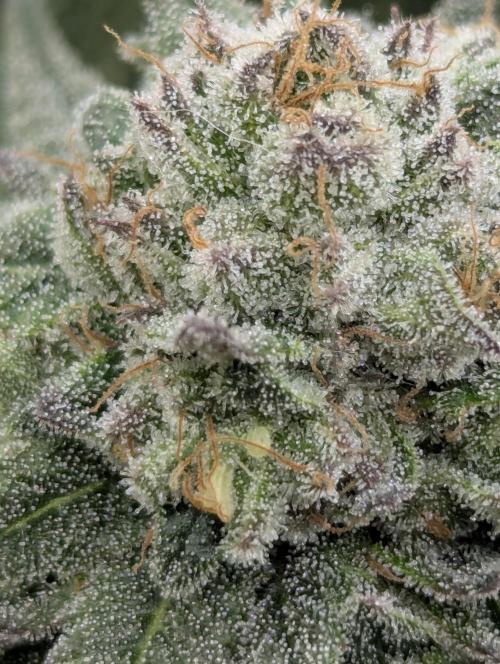 Glue 31 - Compound Genetics. Week 11