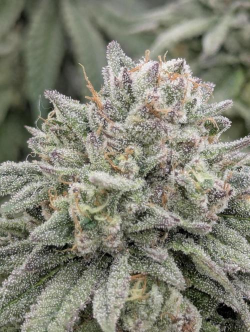 Glue 31 - Compound Genetics. Week 11