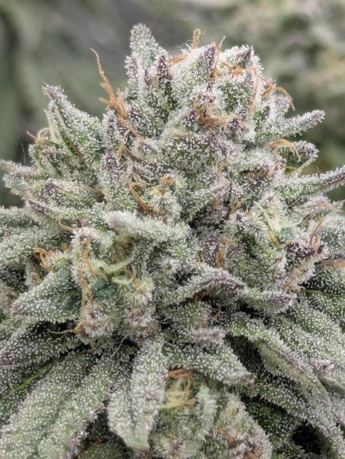Glue 31 - Compound Genetics. Week 11