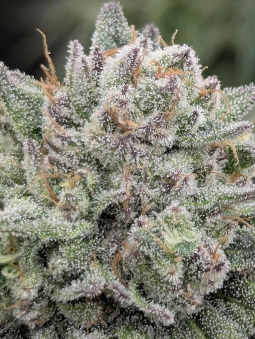 Glue 31 - Compound Genetics. Week 11