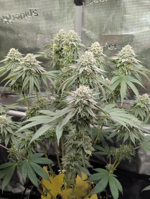Glue 31 - Compound Genetics. Week 11