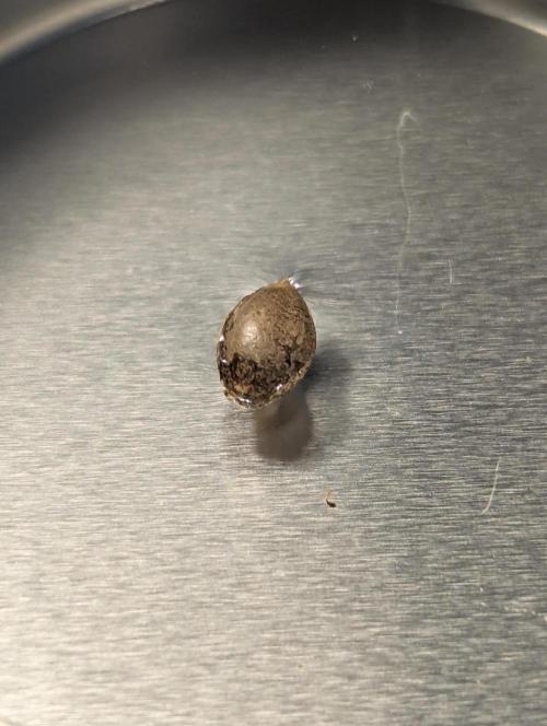Black Lobster - Cipher Genetics. Week 0