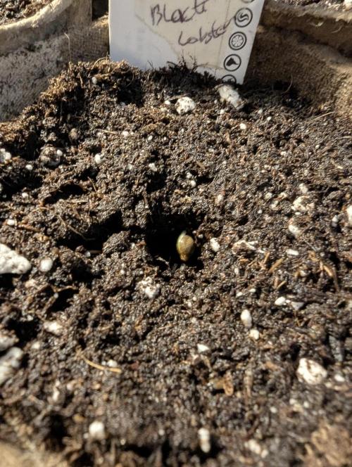 Black Lobster - Cipher Genetics. Week 0