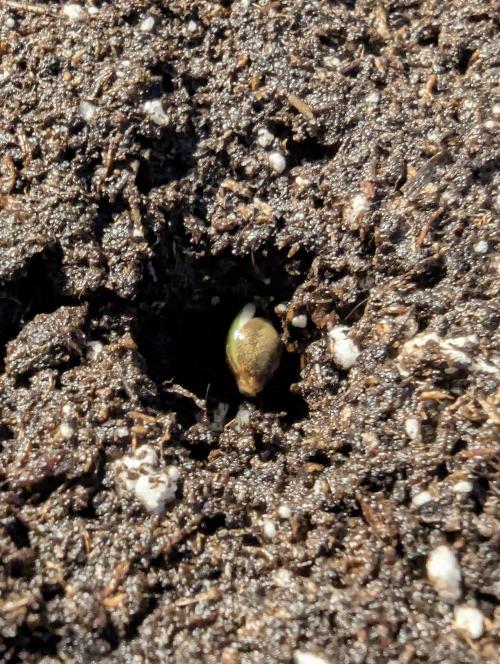 Black Lobster - Cipher Genetics. Week 0