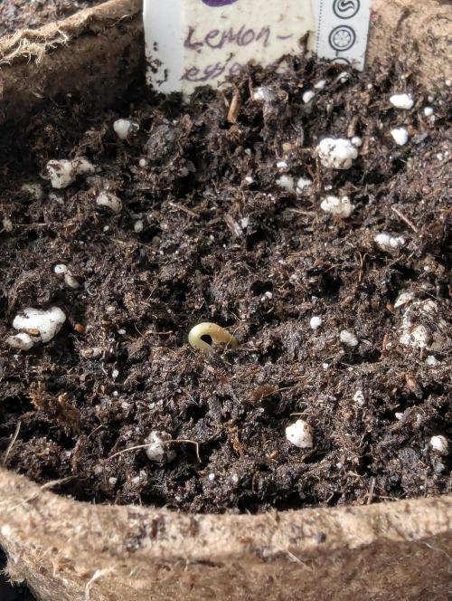 Black Lobster - Cipher Genetics. Week 0