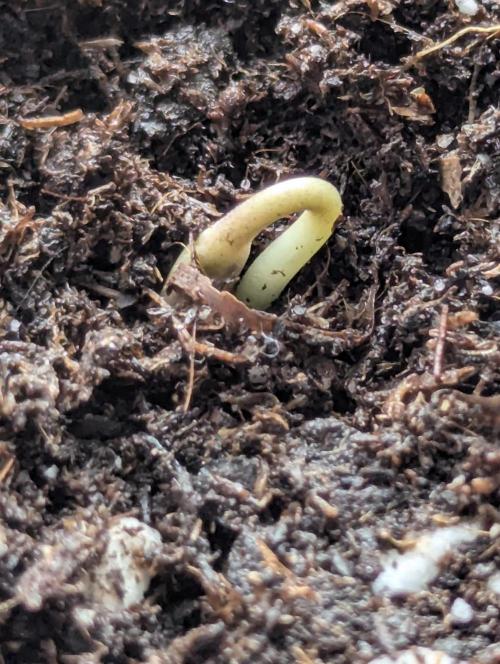 Black Lobster - Cipher Genetics. Week 0