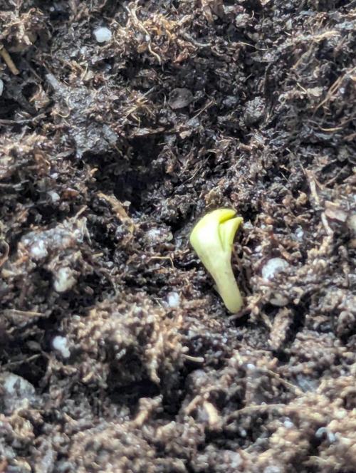 Zorroz v2 - Nine Weeks Harvest. Week 0