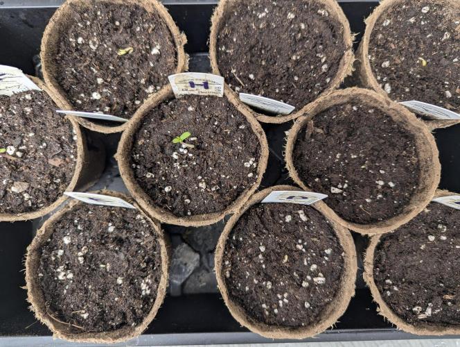 Zorroz v2 - Nine Weeks Harvest. Week 0
