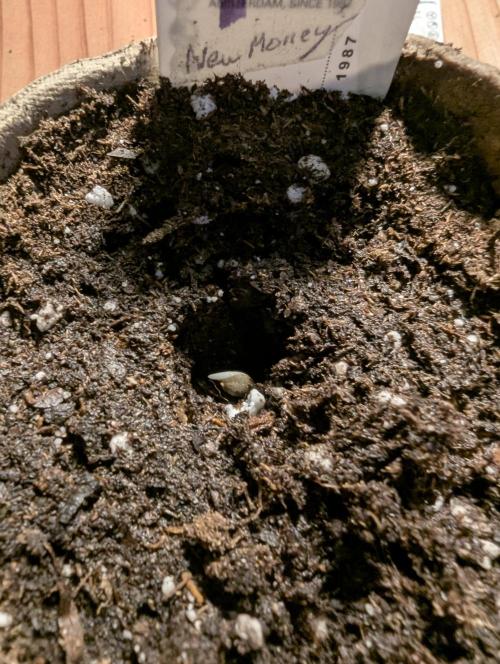 Big Z - Wizard Trees. Week 0
