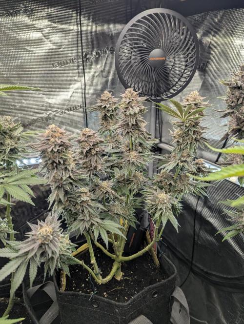 Night Ritual - Wizard Trees. Week 12