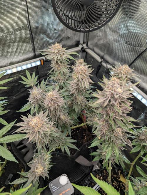 Night Ritual - Wizard Trees. Week 12