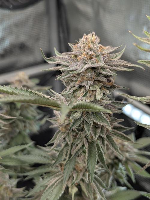 Night Ritual - Wizard Trees. Week 12