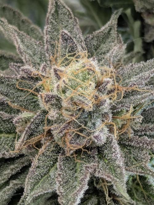 Night Ritual - Wizard Trees. Week 12