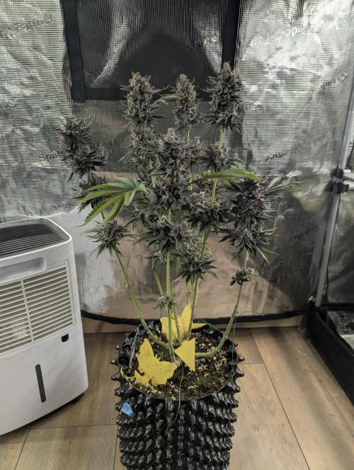 Monaco - Nine Weeks Harvest. Week 12