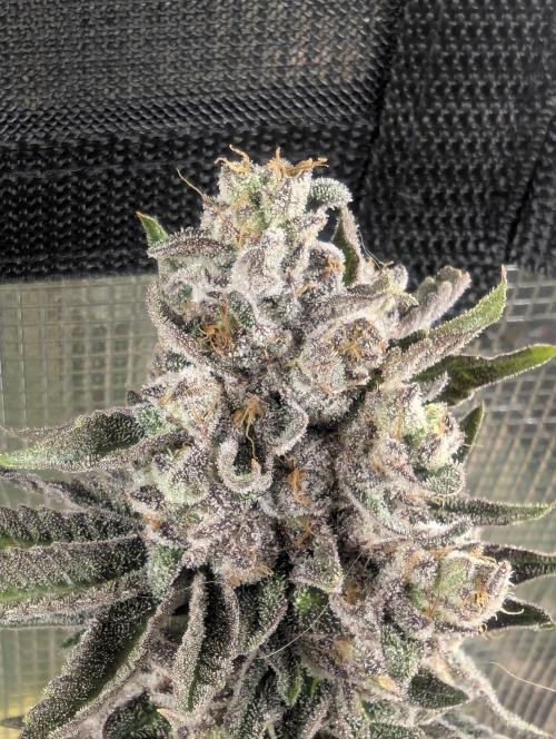 Monaco - Nine Weeks Harvest. Week 12