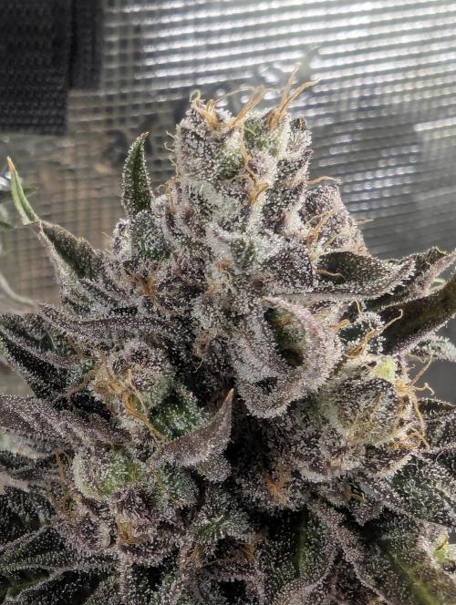 Monaco - Nine Weeks Harvest. Week 12