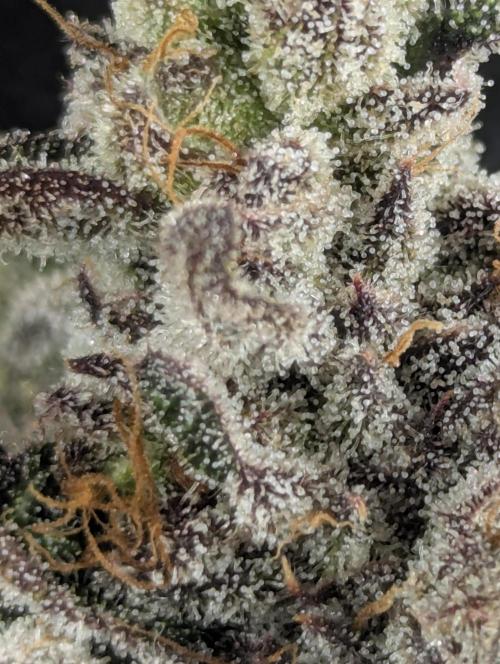 Monaco - Nine Weeks Harvest. Week 12