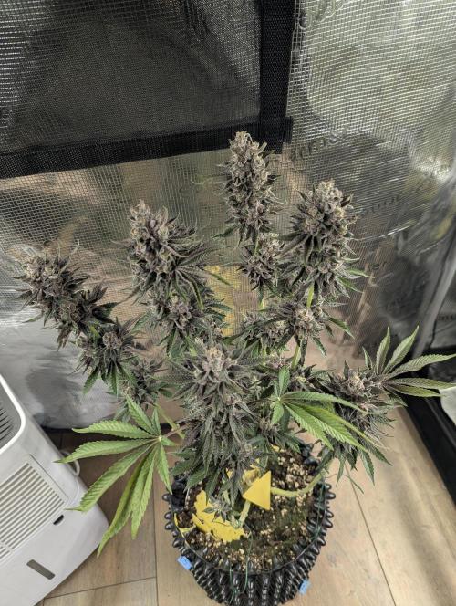 Monaco - Nine Weeks Harvest. Week 12