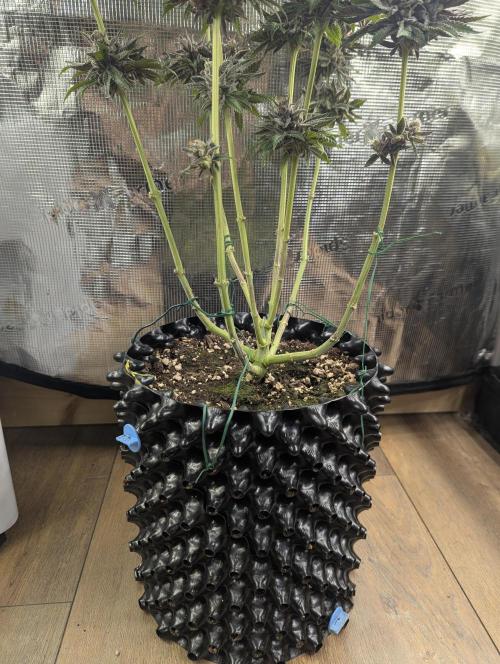 Monaco - Nine Weeks Harvest. Week 12