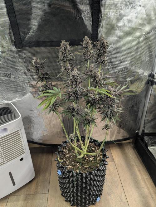 Monaco - Nine Weeks Harvest. Week 12
