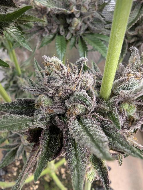 Monaco - Nine Weeks Harvest. Week 12
