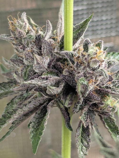 Monaco - Nine Weeks Harvest. Week 12