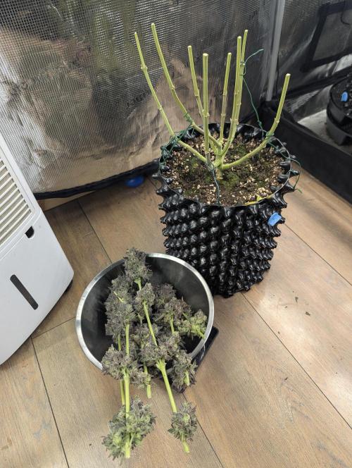 Monaco - Nine Weeks Harvest. Week 12