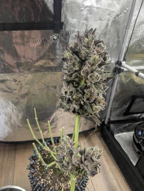 Monaco - Nine Weeks Harvest. Week 12