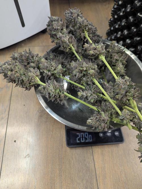 Grow Tent 3x3x6 (90cm x 90cm x 180cm). Week 12