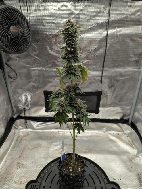Mental Rainbow FF - Sweet Seeds. Week 11