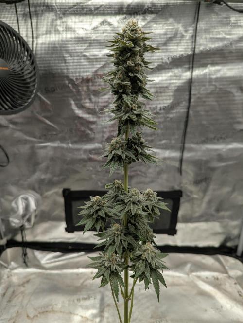 Mental Rainbow FF - Sweet Seeds. Week 11