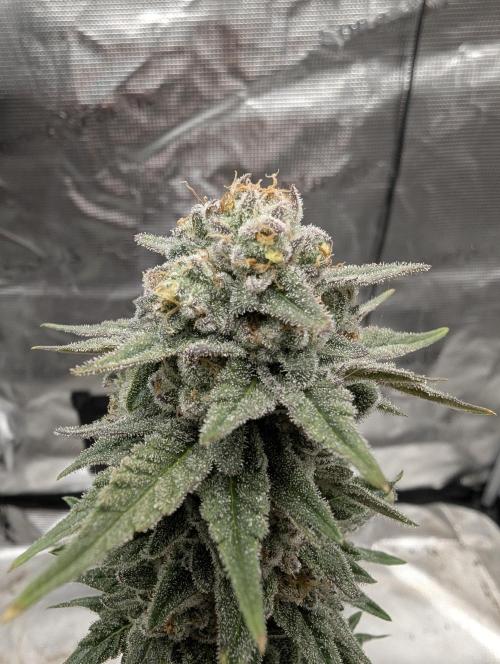 Mental Rainbow FF - Sweet Seeds. Week 11