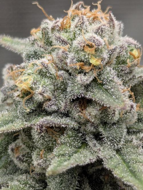Mental Rainbow FF - Sweet Seeds. Week 11